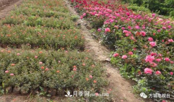 方城縣券橋鎮(zhèn)：發(fā)展月季苗木產(chǎn)業(yè)，助力致富鄉(xiāng)村振興(圖2)