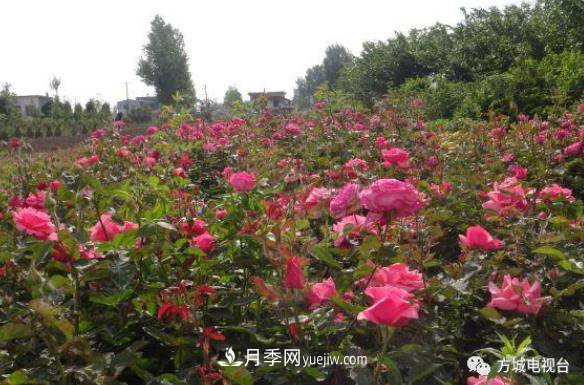 方城縣券橋鎮(zhèn)：發(fā)展月季苗木產(chǎn)業(yè)，助力致富鄉(xiāng)村振興(圖1)