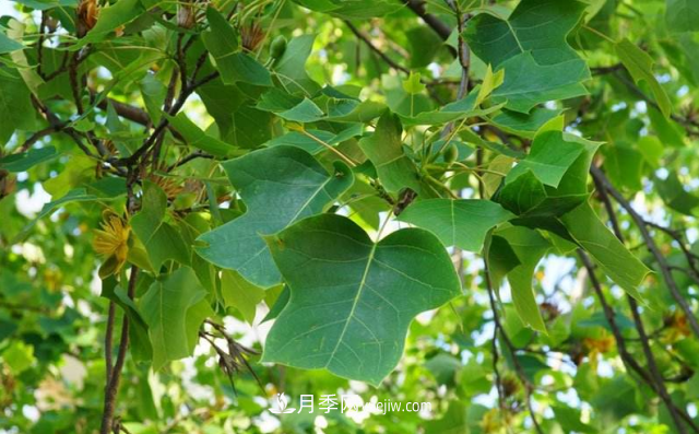 十大推介樹種出爐，或是2020年***后一波苗木商機(圖6)