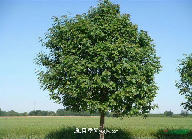 十大推介樹種出爐，或是2020年***后一波苗木商機(圖4)