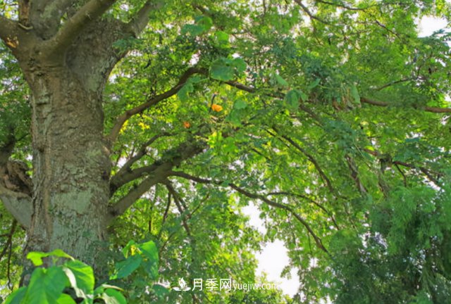 十大推介樹種出爐，或是2020年***后一波苗木商機(圖2)