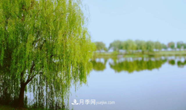 十大推介樹種出爐，或是2020年***后一波苗木商機(圖9)