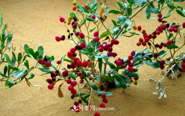 十大推介樹種出爐，或是2020年***后一波苗木商機(圖7)