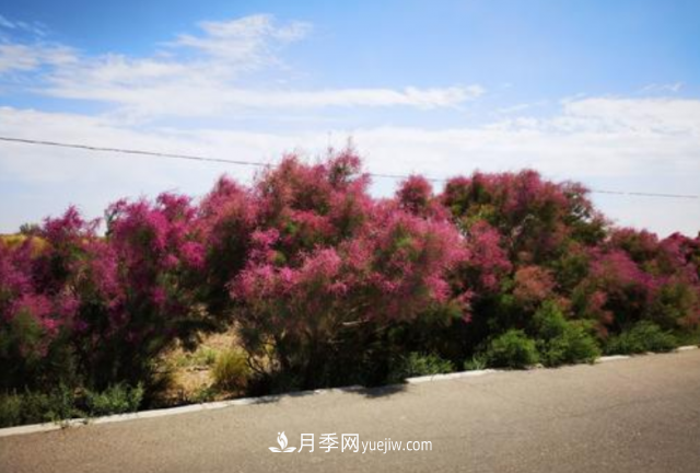 十大推介樹種出爐，或是2020年***后一波苗木商機(圖8)