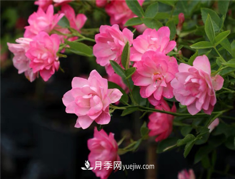 新手推薦3款月季品種，四季花開不斷越養(yǎng)越上癮(圖2)
