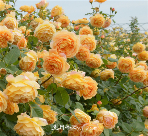 新手推薦3款月季品種，四季花開不斷越養(yǎng)越上癮(圖1)