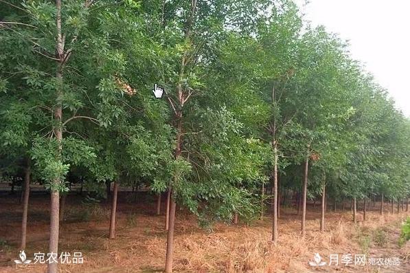 南陽苗木市場打開新局面，未來3類苗木引關(guān)注(圖1)