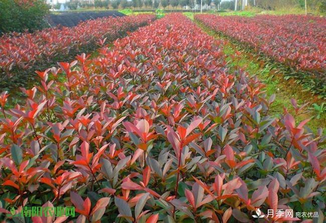 南陽苗木市場打開新局面，未來3類苗木引關(guān)注(圖2)