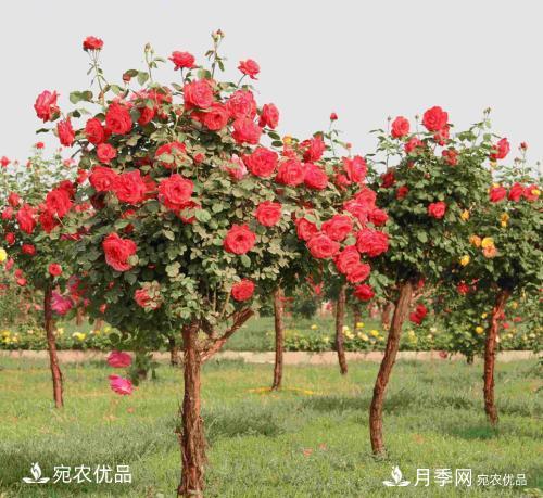 新栽的苗木如何越冬管理？(圖1)