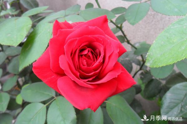 香水月季栽培中如何修剪養(yǎng)護(hù)？(圖1)