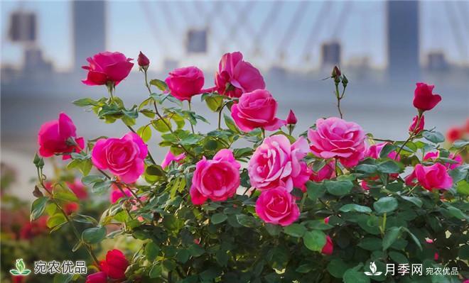 河南種苗站認(rèn)定南陽(yáng)市“薔薇屬植物種質(zhì)資源庫(kù)”建設(shè)項(xiàng)目(圖2)