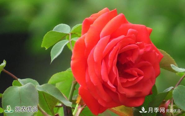 河南種苗站認(rèn)定南陽(yáng)市“薔薇屬植物種質(zhì)資源庫(kù)”建設(shè)項(xiàng)目(圖1)