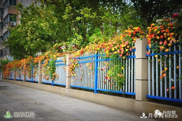 香飄九州美不勝收！丹陽(yáng)驚現(xiàn)五彩月季花墻場(chǎng)景！(圖1)