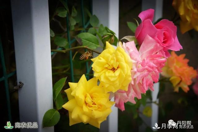香飄九州美不勝收！丹陽(yáng)驚現(xiàn)五彩月季花墻場(chǎng)景！(圖4)