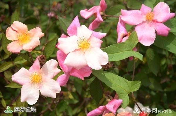月季，市花之***，東西方的混血美人(圖2)