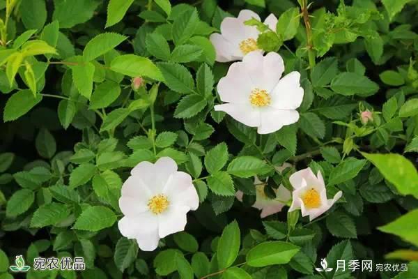 月季，市花之***，東西方的混血美人(圖4)