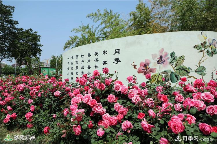 香飄九州，南陽(yáng)月季何以花滿天下？(圖2)