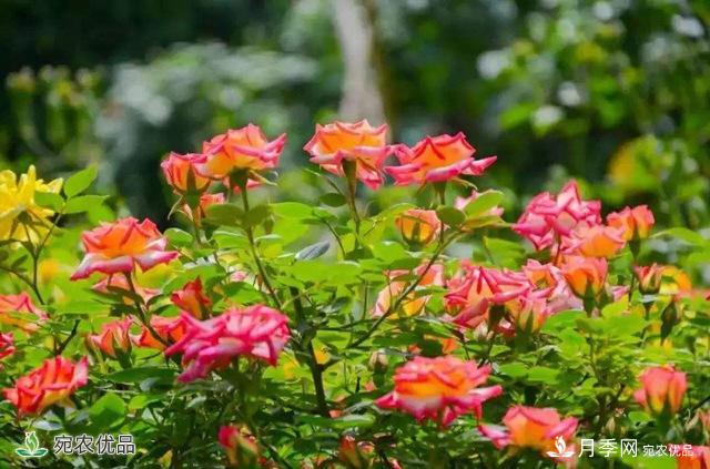 今年鄭州馬路邊的樹狀月季花為什么開這么大？ 原有妙招！(圖2)