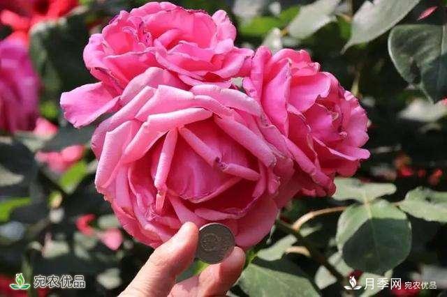 今年鄭州馬路邊的樹狀月季花為什么開這么大？ 原有妙招！(圖1)