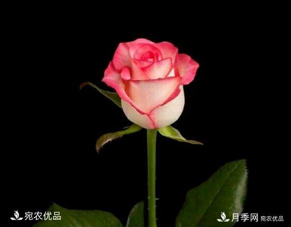 月季冷門小知識(shí)，看完發(fā)現(xiàn)原來(lái)自己根本不認(rèn)識(shí)月季(圖3)
