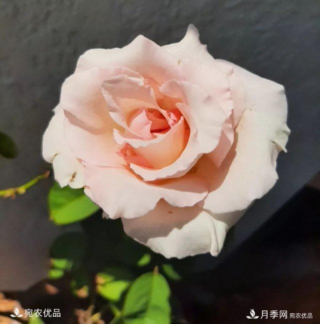 月季冷門小知識(shí)，看完發(fā)現(xiàn)原來(lái)自己根本不認(rèn)識(shí)月季(圖11)