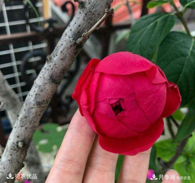 3個“僵尸”月季品種，選擇需謹慎，僵苞爛苞是常態(tài)(圖6)