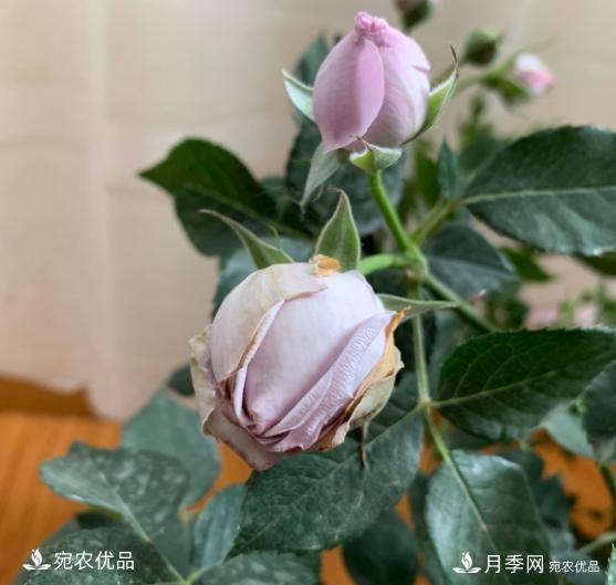 3個“僵尸”月季品種，選擇需謹慎，僵苞爛苞是常態(tài)(圖4)