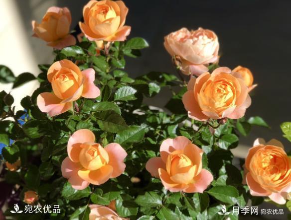 50種經(jīng)典月季品種全整理，南陽月季花開美爆了！一定要養(yǎng)(圖3)