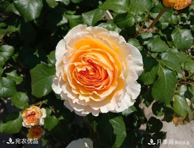 50種經(jīng)典月季品種全整理，南陽月季花開美爆了！一定要養(yǎng)(圖2)