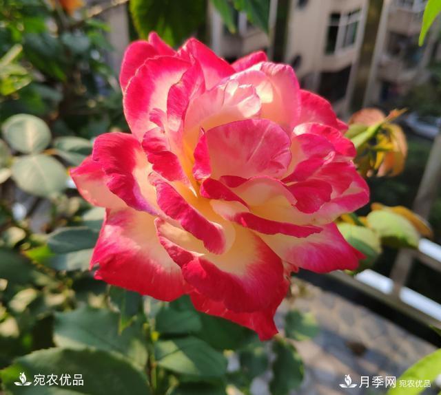 50種經(jīng)典月季品種全整理，南陽月季花開美爆了！一定要養(yǎng)(圖4)