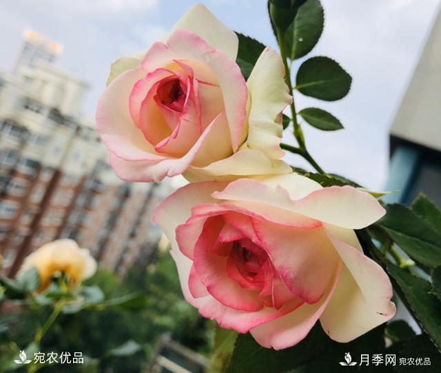 50種經(jīng)典月季品種全整理，南陽月季花開美爆了！一定要養(yǎng)(圖9)