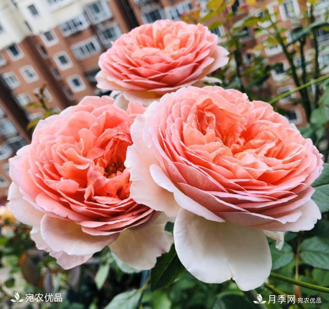 50種經(jīng)典月季品種全整理，南陽月季花開美爆了！一定要養(yǎng)(圖17)
