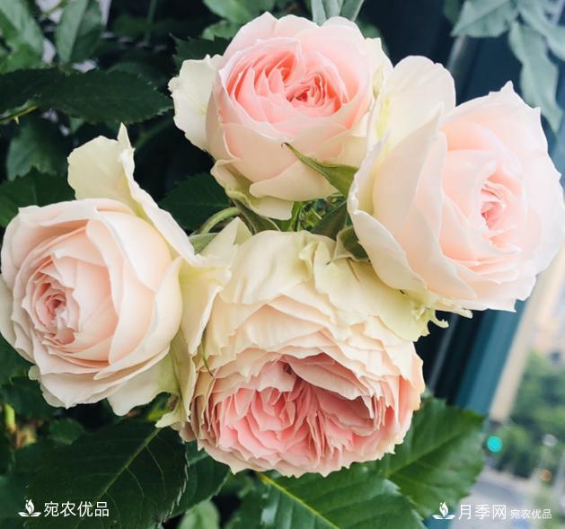 50種經(jīng)典月季品種全整理，南陽月季花開美爆了！一定要養(yǎng)(圖13)