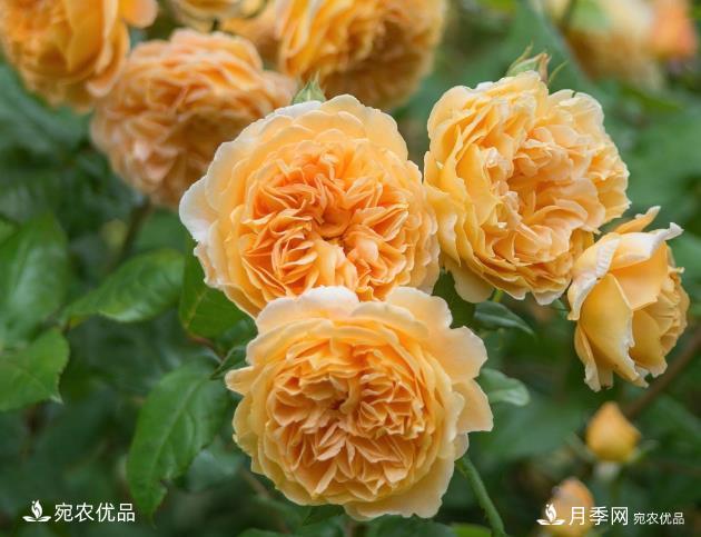 50種經(jīng)典月季品種全整理，南陽月季花開美爆了！一定要養(yǎng)(圖5)