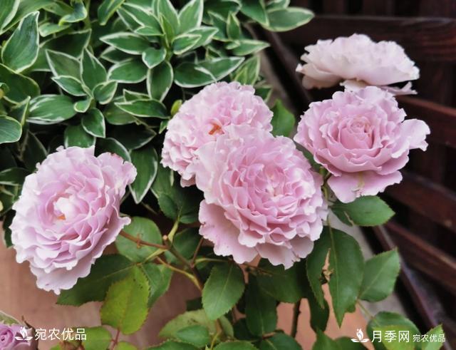 50種經(jīng)典月季品種全整理，南陽月季花開美爆了！一定要養(yǎng)(圖11)