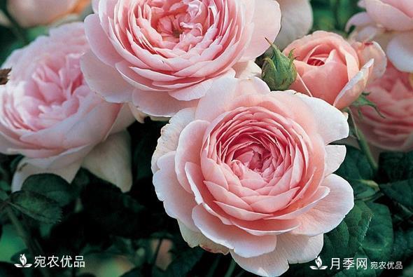 50種經(jīng)典月季品種全整理，南陽月季花開美爆了！一定要養(yǎng)(圖15)