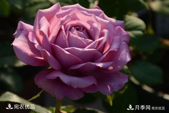 50種經(jīng)典月季品種全整理，南陽月季花開美爆了！一定要養(yǎng)(圖16)