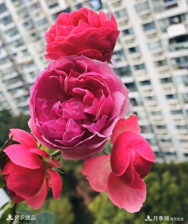 50種經(jīng)典月季品種全整理，南陽月季花開美爆了！一定要養(yǎng)(圖7)