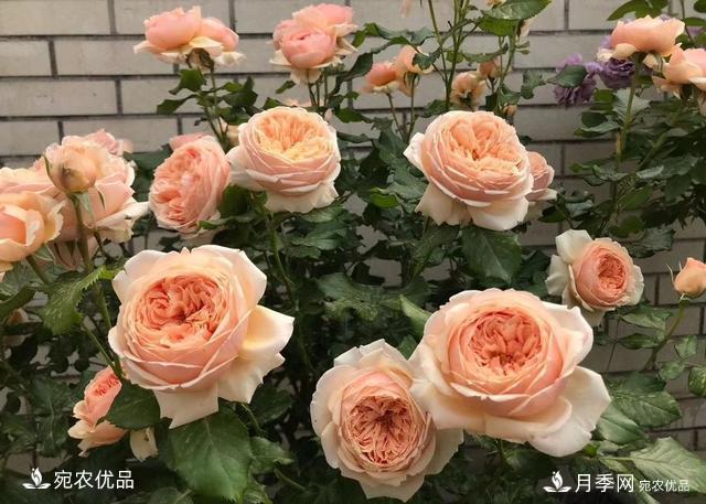 50種經(jīng)典月季品種全整理，南陽月季花開美爆了！一定要養(yǎng)(圖6)