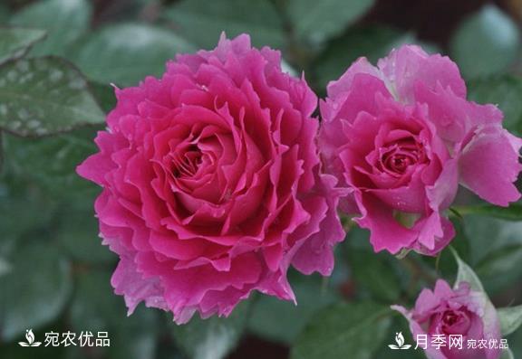 50種經(jīng)典月季品種全整理，南陽月季花開美爆了！一定要養(yǎng)(圖12)