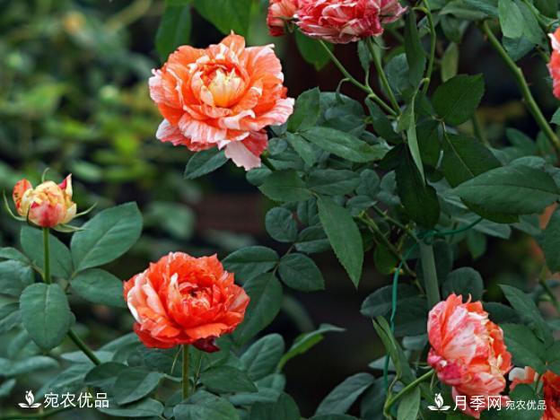 50種經(jīng)典月季品種全整理，南陽月季花開美爆了！一定要養(yǎng)(圖29)