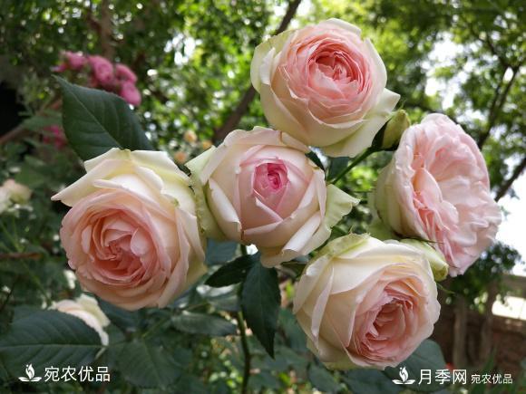 50種經(jīng)典月季品種全整理，南陽月季花開美爆了！一定要養(yǎng)(圖23)