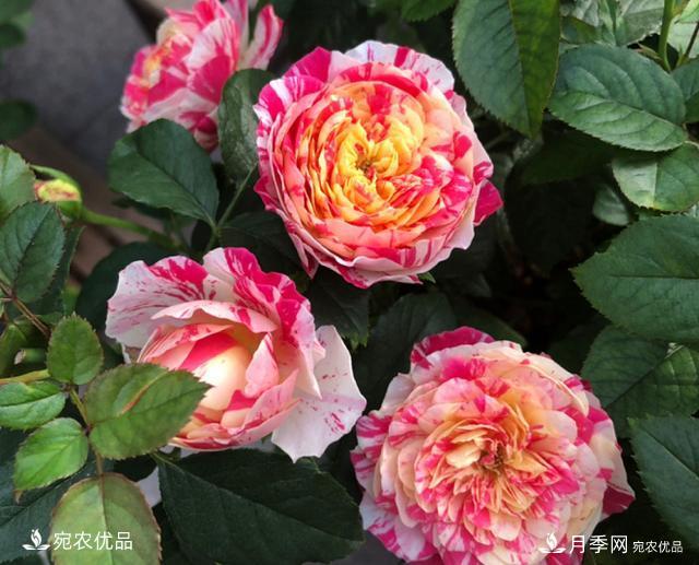 50種經(jīng)典月季品種全整理，南陽月季花開美爆了！一定要養(yǎng)(圖27)