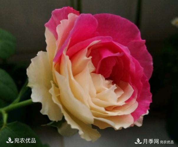 50種經(jīng)典月季品種全整理，南陽月季花開美爆了！一定要養(yǎng)(圖30)