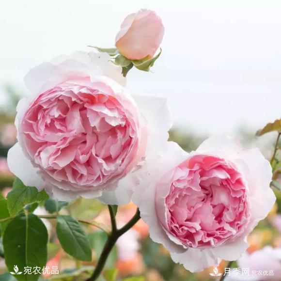 50種經(jīng)典月季品種全整理，南陽月季花開美爆了！一定要養(yǎng)(圖21)