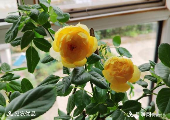 50種經(jīng)典月季品種全整理，南陽月季花開美爆了！一定要養(yǎng)(圖19)