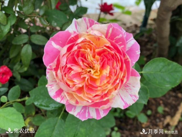 50種經(jīng)典月季品種全整理，南陽月季花開美爆了！一定要養(yǎng)(圖25)