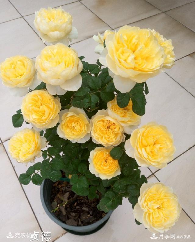 50種經(jīng)典月季品種全整理，南陽月季花開美爆了！一定要養(yǎng)(圖28)