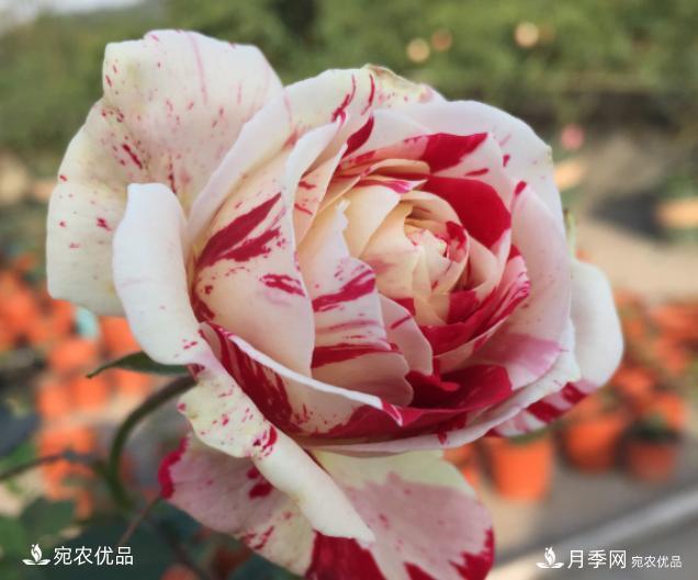 50種經(jīng)典月季品種全整理，南陽月季花開美爆了！一定要養(yǎng)(圖31)