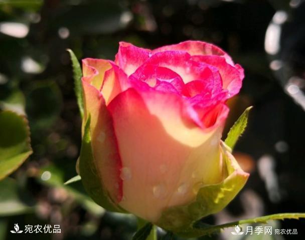 50種經(jīng)典月季品種全整理，南陽月季花開美爆了！一定要養(yǎng)(圖26)